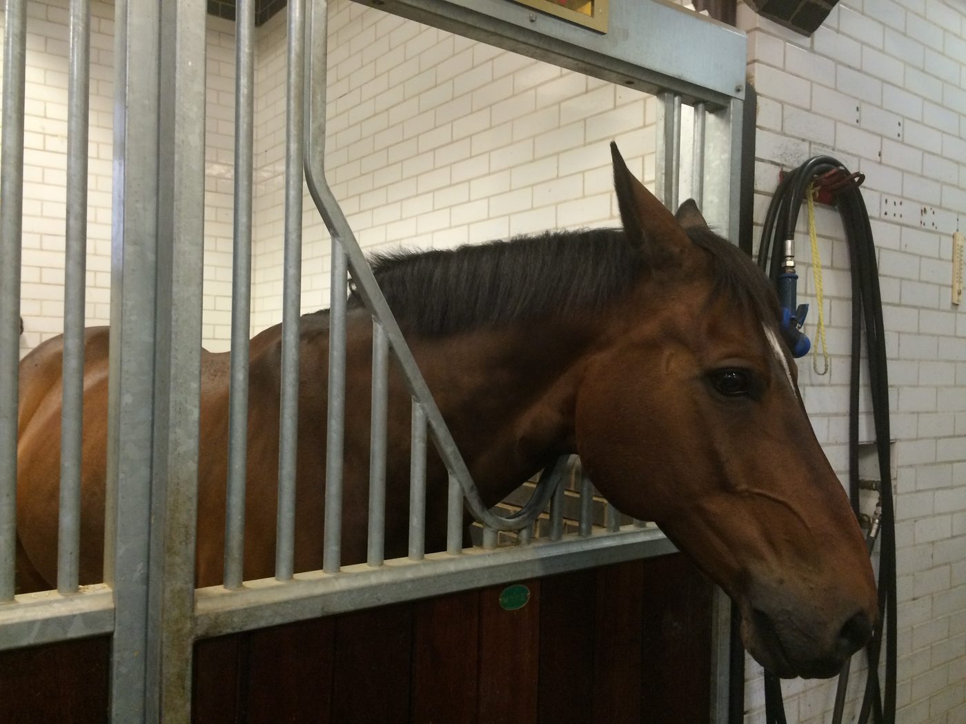 Cheval de la City of London Police