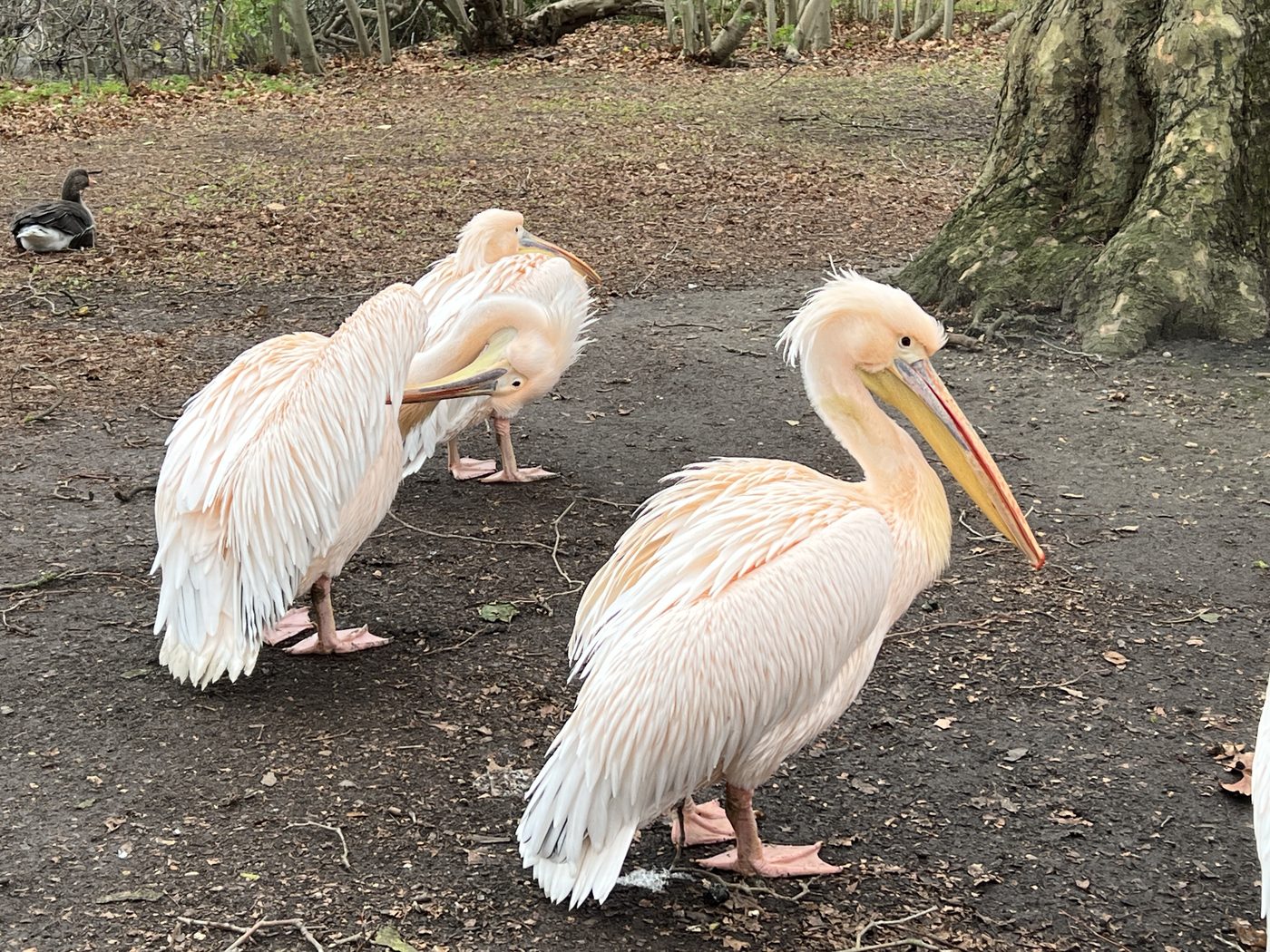 Pélicans de St James’s Park